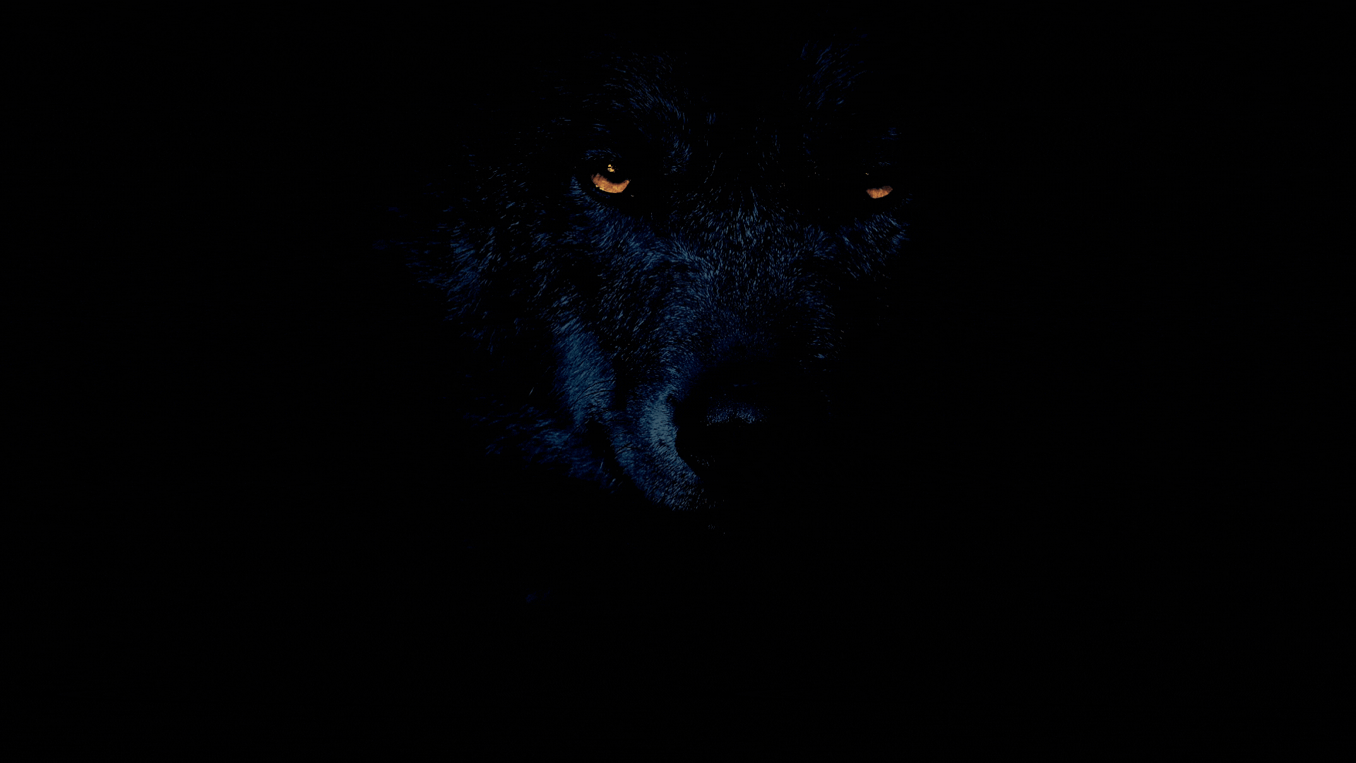 Canis Lupus